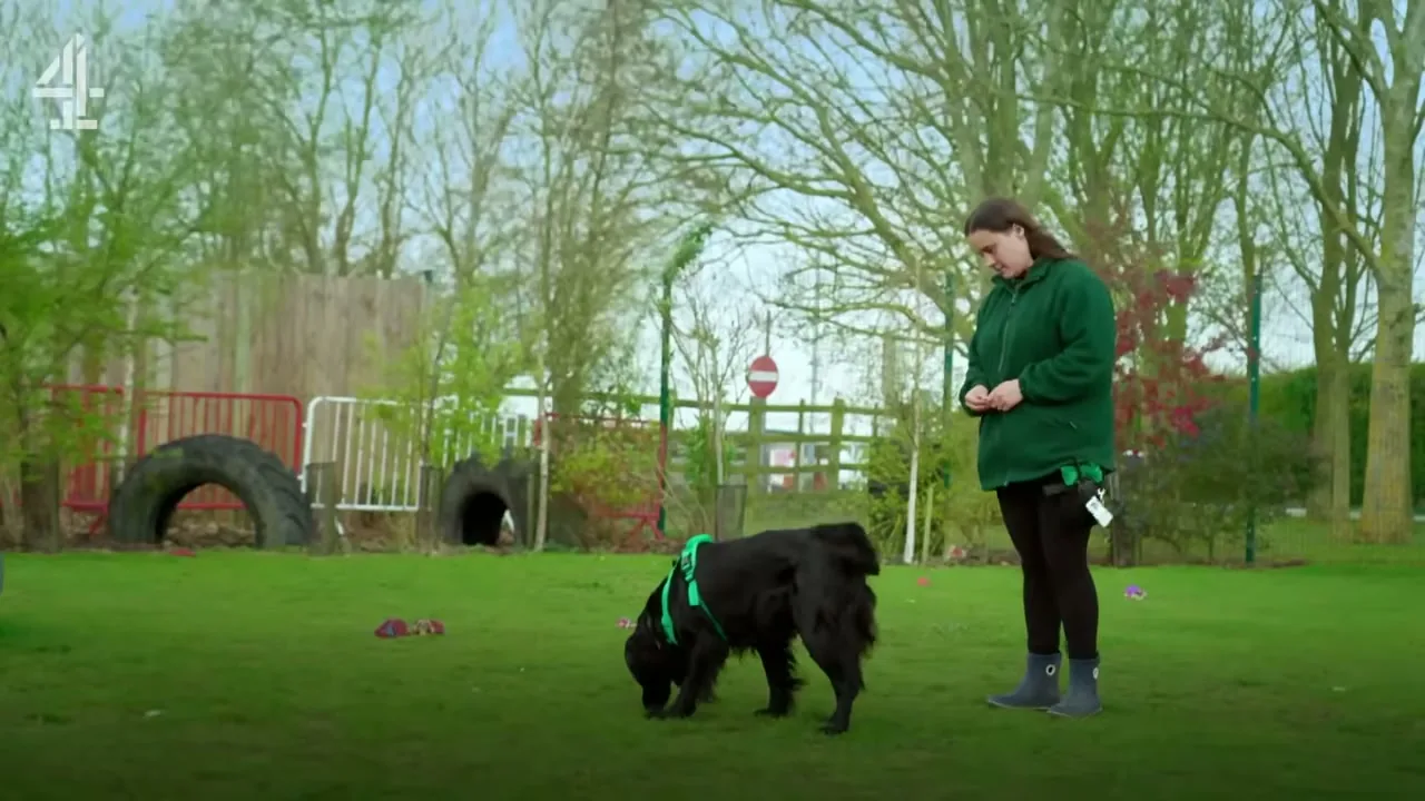The Dog House: The Dog House