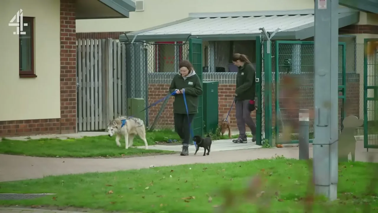 The Dog House en vídeo (2)