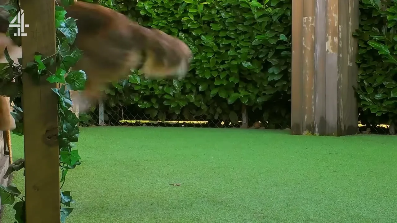 The Dog House en vídeo (3)